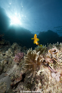 Anemone and anemonefish taken in Shark's Bay. by Stephan Kerkhofs 